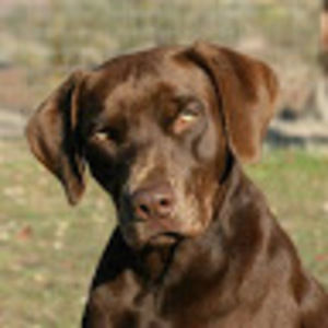 Meet your Posher, Lacy